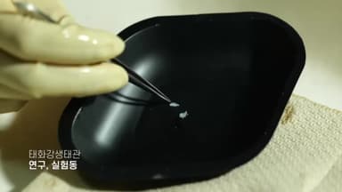 10년새 90% 급감…위기맞은 태화강 연어의 귀향 '무슨일'[영상]