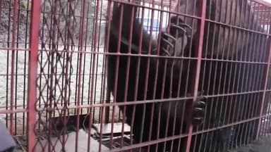 "자동문 손으로 직접 여세요" 갑툭튀 곰이 일본 일상 바꿨다