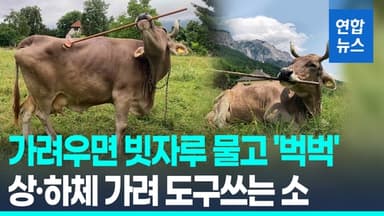 [영상] 가려우면 빗자루 물고 '벅벅'…상하체 가려 도구쓰는 반려 암소