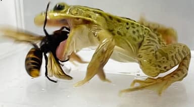 장수말벌 침에 목 뚫려도 ‘꿀꺽’…굶주린 논개구리에게는 ‘맛있는 간식’