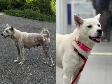 [가족] 쓰레기 뒤지고 고인 물 마시며 강아지들 지켜낸 엄마개 '보름'