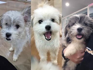 [가족] 서울 재개발 지역, 오물로 뒤덮인 집에서 구조된 강아지 세 마리