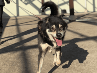 [가족] 도살장에서 간발의 차로 구조… 사람을 좋아하는 믹스견 '스퀘어'