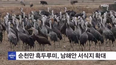 순천만 흑두루미, 서식지 남해안 벨트로 확대