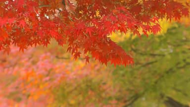 [날씨] 예년보다 온화한 주말...밤사이 전국 곳곳 비