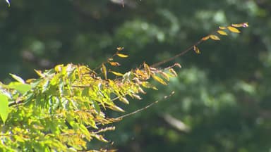 한라산 단풍 또 '지각'..."기후 변화가 원인"
