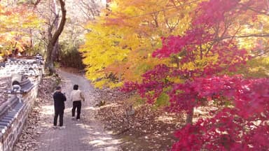 [날씨] 주말, 완연한 늦가을...강원 동해안 '건조주의보'