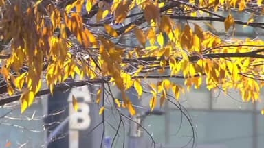 내일부터 초겨울 날씨...중부지방 아침 영하권