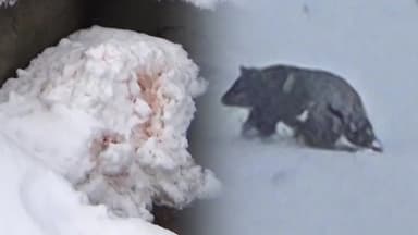 폭설에 곰 습격까지...눈 치우다 '설상가상'