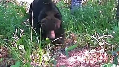 폭설에 곰 습격까지...눈 치우다 '설상가상'