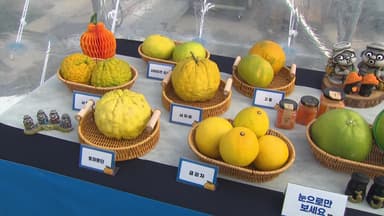 봉은사에서 만나는 제철 감귤...'감귤데이' 10주년