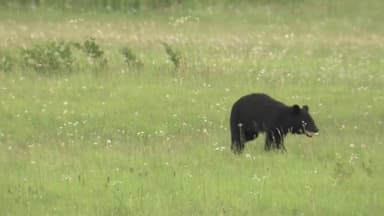 일본 '곰 습격' 사상자 역대 최다...8개월간 230명