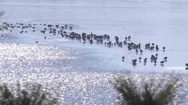 "공항 건설 때 조류 위험 평가"...이달 첫 지침 나온다
