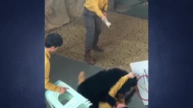 [나우쇼츠] 중국 동물원에서 동물 쇼 도중 곰이 조련사 공격