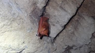 울진 왕피천에 멸종위기 박쥐 2종 서식 첫 확인