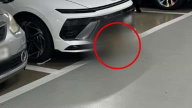 범퍼에 고라니 낀 줄 모르고 주차장까지 [앵커리포트]