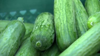 [新농비] "일은 많지만 고소득"...미니 오이 벤처 창업농