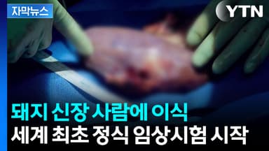 [자막뉴스] 돼지 신장 사람에 이식...세계 최초 정식 임상시험 시작