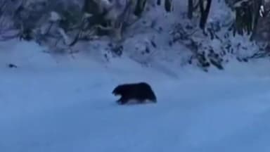 [나우쇼츠] 곰이 왜 여기서 나와?...스키장서 마주친 그대