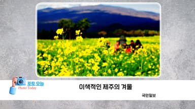 [포토오늘] 이색적인 제주의 겨울