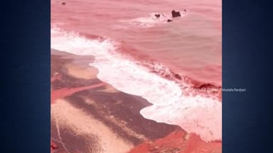 [나우쇼츠] 공포영화 한 장면 같은 '붉은 바다'...이유는?