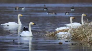 [영상] "겨울철 진객이 나타났다"...큰고니 무리 영산강서 포착