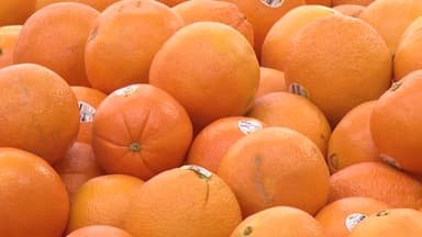 내년부터 미국산 감귤류 무관세...제주 농가 '비상'