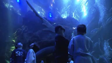 "겨울비도 문제없죠"...대형 실내 수족관, 시민 발길