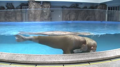 바다코끼리·인어공주까지...대형 실내 수족관 '북적'