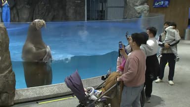 바다코끼리·인어공주까지...대형 실내 수족관 '북적'