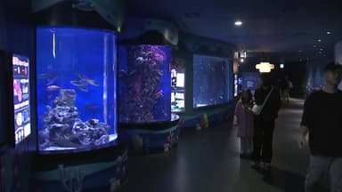 겨울비 피해 실내로...대형 수족관 바다여행, 풍덩!