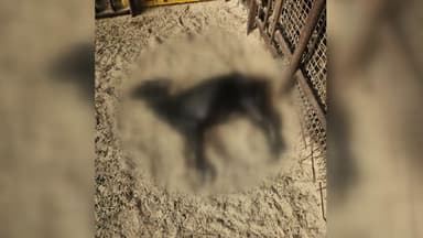 터널 발파소음에 염소 집단 폐사?..."대책 마련하라"