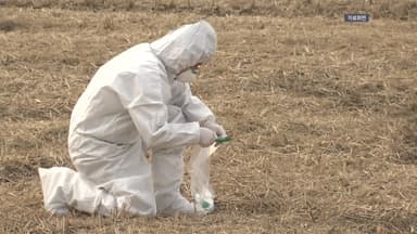 경북 구미서 발견된 야생조류, 고병원성 AI 검출