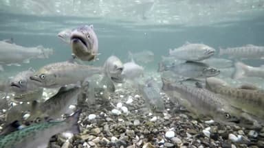 산천어에서 파크골프까지...무상교육 성지 화천군