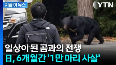 일본, 6개월간 '1만 마리 사살'... 끝나지 않은 곰과의 전쟁 [지금이뉴스]