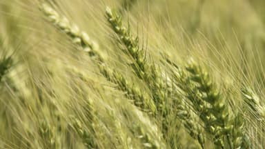 [녹색] 국산 밀 2%의 벽 넘을까...'밀산업 밸리화' 본격 시동