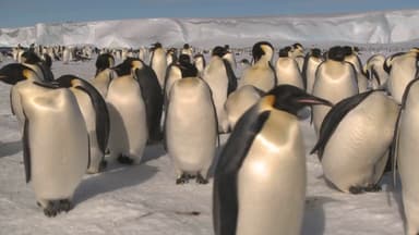 '멸종 위기'에 처한 펭귄...기후변화의 마지막 경고