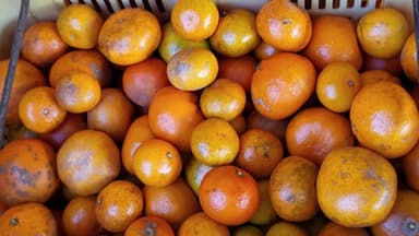 "못난이 귤이라더니"...택배 직거래 저품질 감귤 '주의보'