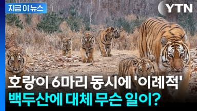 "백두산에 사는 호랑이만 무려 70마리" 카메라에 포착된 이례적 장면 [지금이뉴스]