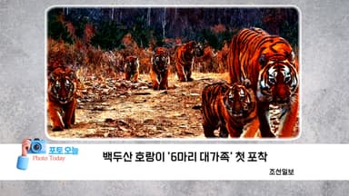 [포토오늘] 백두산 호랑이 '6마리 대가족'