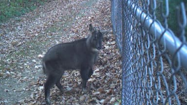 산양 떼죽음 후 2년...울타리 8% 내년부터 철거