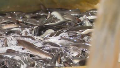 공급 폭탄에 수입산 공세까지...장어 어민 '줄도산' 위기