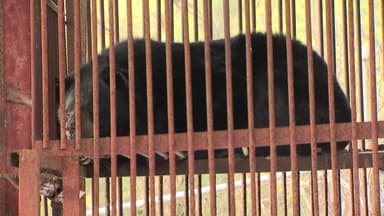 사육 금지된 곰 199마리, 왜 아직 농가에 있을까?