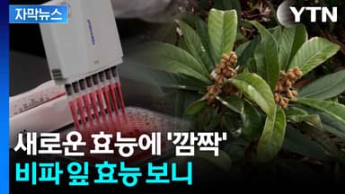 [자막뉴스] "그동안 버리기만 했는데"...'비파 잎'의 대반전 효능