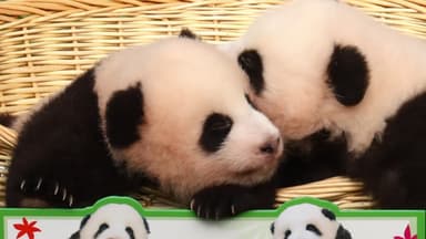 '한중 우호의 상징' 판다, 새로 오려나?