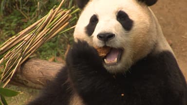 '한중 우호의 상징' 판다, 새로 오려나?