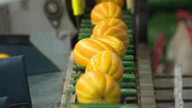 '돈 되는 참외 농사'...청년층 유입 원동력