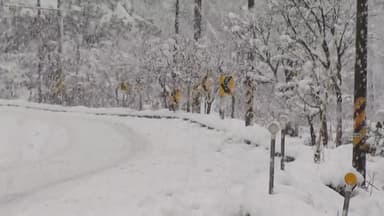 전남 20㎝ 넘는 폭설 '도로·바닷길' 통제...피해 속출
