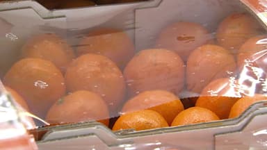 '귤·고등어·돼지고기' 먹거리 물가 급등...정부 "생활물가 안정에 총력"