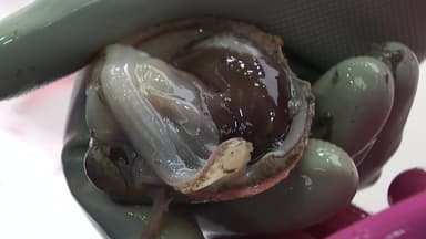 "조개의 황제가 돌아왔다"...홍성 새조개 축제 개막